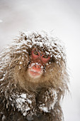 Japanese macaque in the snow