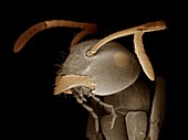 Black garden ant head,SEM