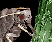 Black aphid feeding on sap,SEM