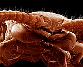 Common centipede head,SEM