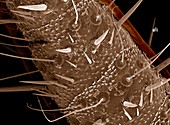 Sensory hairs on cockroach,SEM