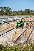 Tomato growing,Florida,USA