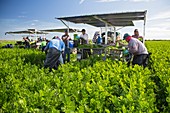 Celery harvest,Florida,USA