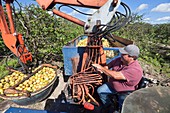 Grapefruit farming,Florida,USA