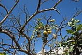 Diseased grapefruit tree,Florida,USA