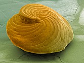 Foraminiferan shell,SEM