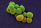 Micrococcus luteus bacteria,SEM