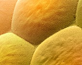 Insect compound eye lenses,SEM