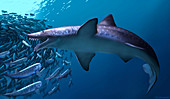 Edestus giganteus shark,artwork