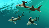 Stethacanthus sharks