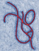 Ebola virus artwork