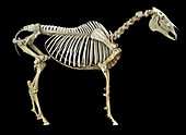 Horse skeleton