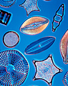 Diatoms