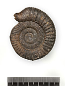 Snakestone ammonite