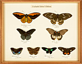 Sexual dimorphism in butterflies