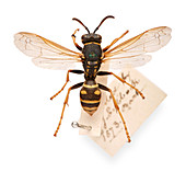 Sir John Lubbock's pet wasp