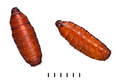 Bluebottle pupae