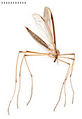 Cranefly