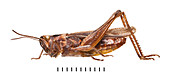 Field Grasshopper