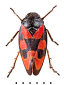 Black-and-red froghopper