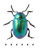 Green Dock Beetle