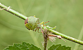 Green shield bug