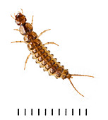 Ground Beetle larva