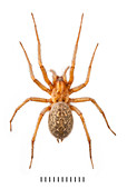 House Spider