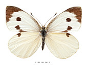 Large White