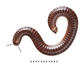 Snake millipede