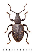 Vine weevil