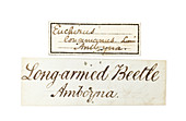 Label for Wallace's Long armed beetle