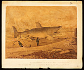 Basking shark illustration
