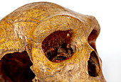 Broken Hill skull,Homo heidelbergensis