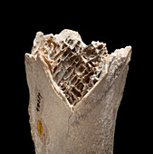 Moa bone fragment