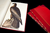 Audubon's The Birds of America