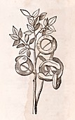 Mimosa plant,17th century