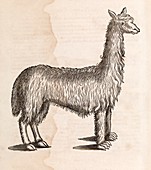 South American camelid,17th century
