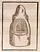 Shark's head,17th century