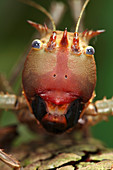 Dragon-headed katydid