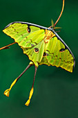 African moon moth,head and antennae