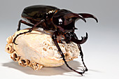 Caucasus beetle