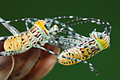 Giant katydid hatchlings