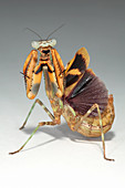 Budwing mantis (Parasphendale agrionina)
