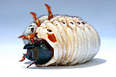 Elephant beetle grub