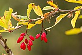 Barberry (Berberis vulgaris) in fruit