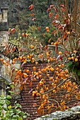 Asian persimmon (Diospyros kaki) in fruit