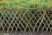 Sprouting willow fence