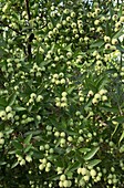Common myrtle (Myrtus communis) in fruit