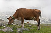 Cattle grazing in the Pontic Alps,Turkey